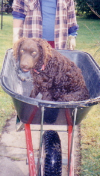 wheelbarrow_ride