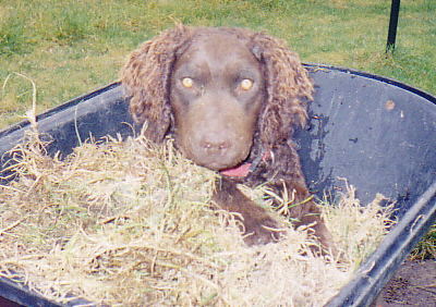 fonzie_in_wheelbarrow