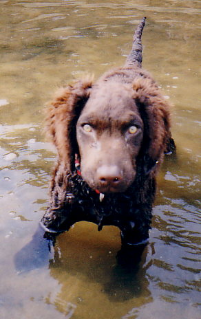 fonzie_in_the_river