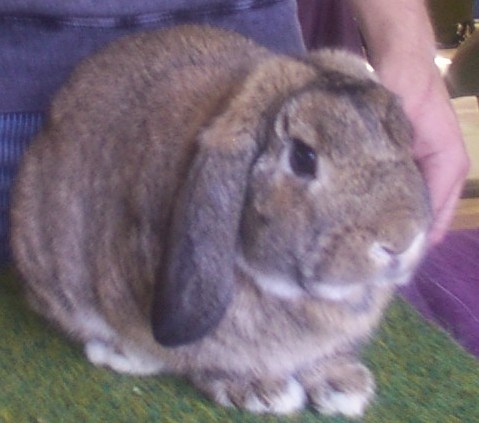 mini lop rabbit breeds