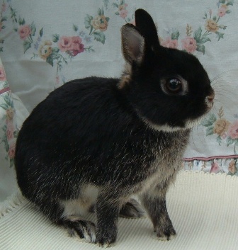 black and white netherland dwarf rabbit