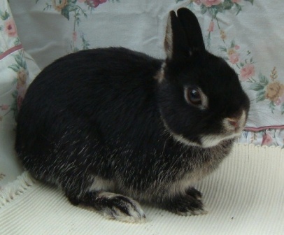 black and white netherland dwarf rabbit