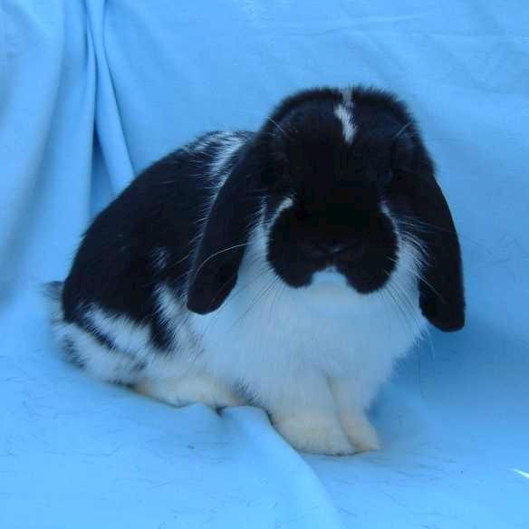 black and white mini lop rabbit