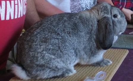 german lop bunny